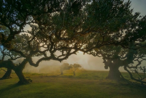 Madeira: Excursão ecológica premium com tudo incluído