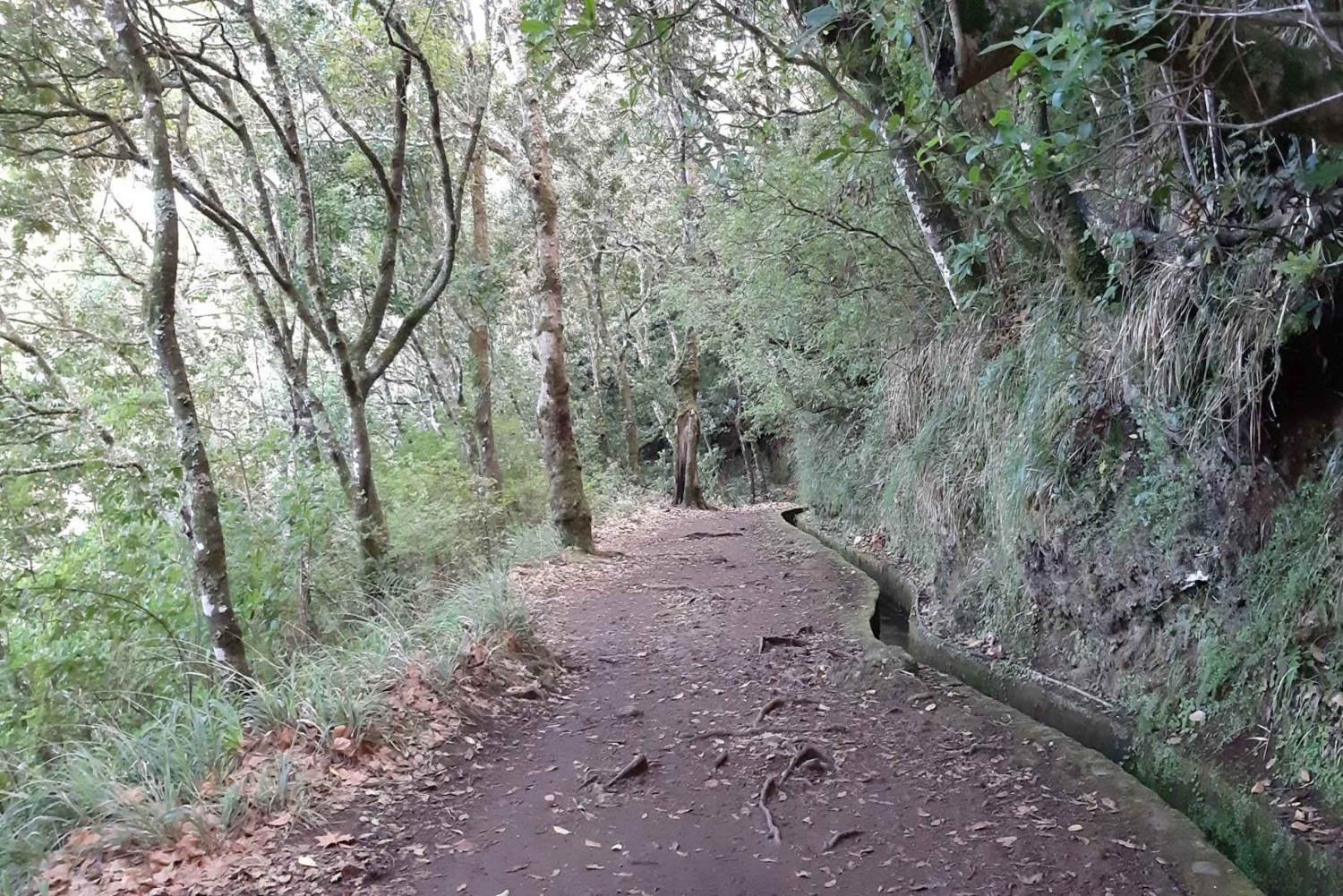 Madeira: privé 1,5 kilometer lange Levada dos Balcões-wandeling PR11