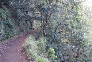 Madeira: Privat vandring på 1,5 kilometer på Levada dos Balcões PR11