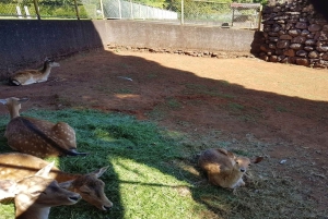 マデイラ島：3時間のプライベート動物園ツアーをご案内します