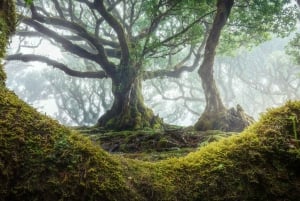 MADEIRA: Private Tour mit dem Geländewagen