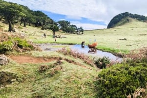 Madeira: Privat 4x4 naturtur med guide
