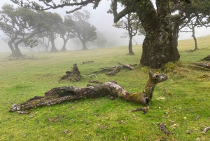 Prywatna wycieczka 4x4 po Maderze: Wybrzeże Północno-Zachodnie