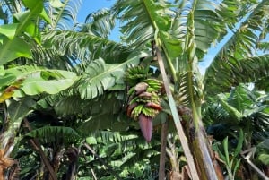 Madeira: Private Banana Farm Tour with Pickup