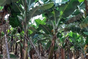 Madeira: Private Banana Farm Tour with Pickup