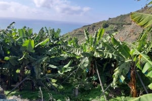 Madeira: Private Banana Farm Tour with Pickup