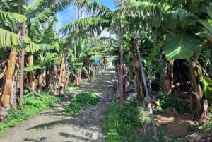 Madeira: Private Banana Farm Tour with Pickup