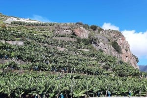 Madeira: Private Banana Farm Tour with Pickup