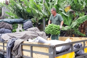 Madeira: Private Banana Farm Tour with Pickup