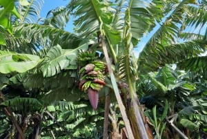 Madeira: Private Banana Farm Tour with Pickup