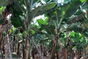 Madeira: Private Banana Farm Tour with Pickup