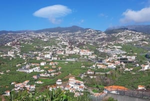 Madeira: Private Banana Farm Tour with Pickup