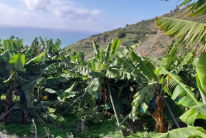 Madeira: Private Banana Farm Tour with Pickup