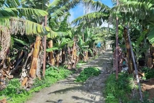 Madeira: Private Banana Farm Tour with Pickup