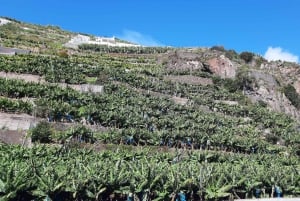 Madeira: Private Banana Farm Tour with Pickup