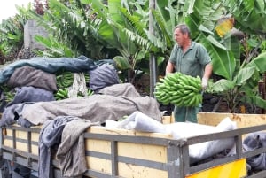Madeira: Private Banana Farm Tour with Pickup