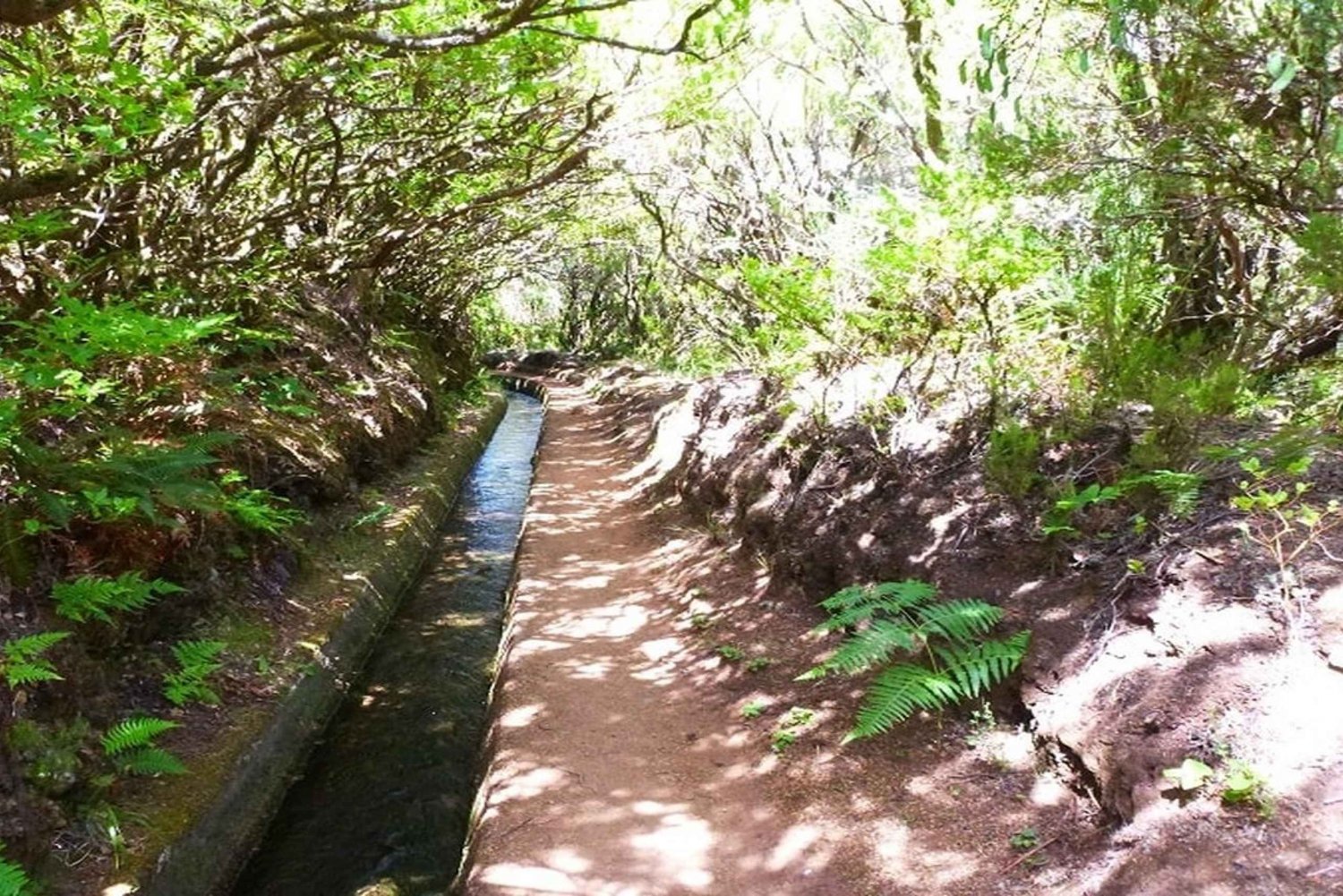 Private Guided Alecrim Levada Hike PR6.2