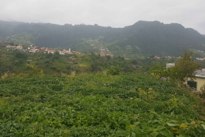 Madeira: Private Guided Castelejo Levada Walk