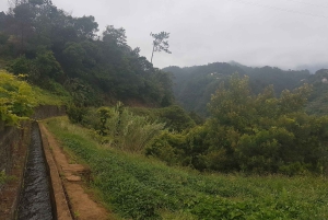 Madeira: Private Guided Castelejo Levada Walk