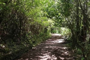 Madeira: Private Guided Levada Caldeirão Verde Walk PR9