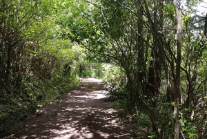 Madeira: Passeggiata privata guidata a Levada Caldeirão Verde PR9