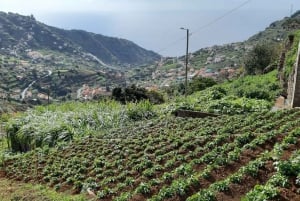 Madeira: Private Guided Levada do Norte Walk