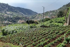 Madeira: Privat guidet Levada do Norte-vandring