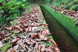 マデイラ島：プライベート ガイド付きレバダ ドス トルノス ボアベンチュラ ハイキング
