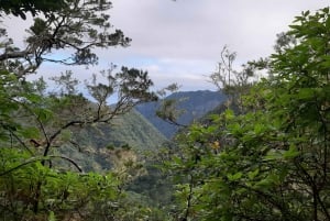 Madeira: Private Guided Levada Ribeiro Frio - Portela Walk