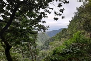 Madeira: Private Guided Levada Ribeiro Frio - Portela Walk