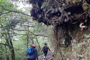 Madeira: Private Guided Levada Ribeiro Frio - Portela Walk