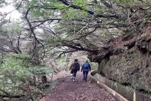 Madeira: Private Guided Levada Ribeiro Frio - Portela Walk