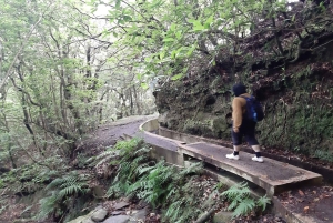 Madeira: Private Guided Levada Ribeiro Frio - Portela Walk