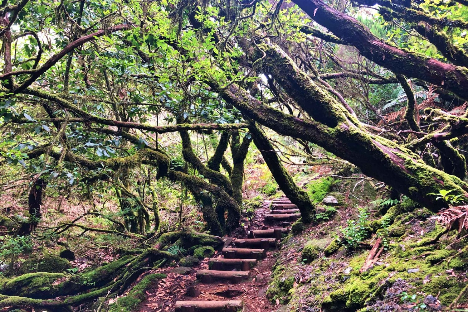 Madeira: Yksityinen opastettu Vereda do Fanal -kävely PR13