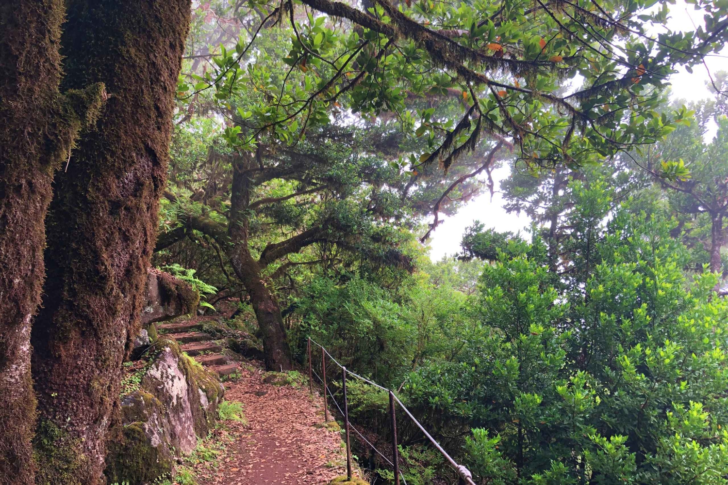Madeira: Yksityinen opastettu Vereda do Fanal -kävely PR13