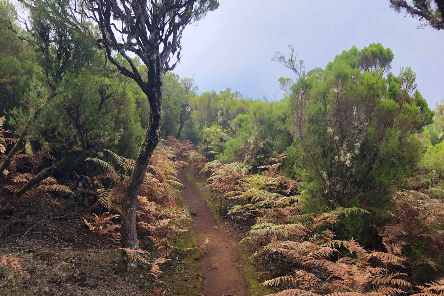 Madeira: Yksityinen opastettu Vereda do Fanal -kävely PR13