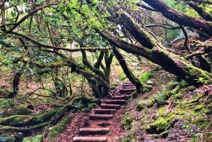 Madeira: Private Guided Vereda do Fanal Walk PR13