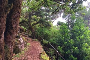 Madeira: Private Guided Vereda do Fanal Walk PR13