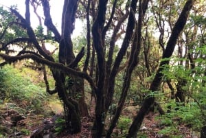 Madeira: Yksityinen opastettu Vereda do Fanal -kävely PR13