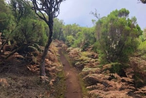 Madeira: Private Guided Vereda do Fanal Walk PR13