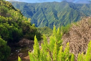 Madeira: Private Guided Vereda do Fanal Walk PR13