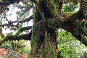 Madeira: Private Guided Vereda do Fanal Walk PR13