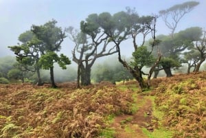 Madeira: Private Guided Vereda do Fanal Walk PR13