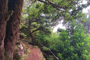Madeira: Yksityinen opastettu Vereda do Fanal -kävely PR13
