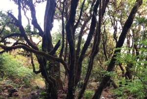 Madeira: Yksityinen opastettu Vereda do Fanal -kävely PR13