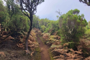 Madeira: Yksityinen opastettu Vereda do Fanal -kävely PR13