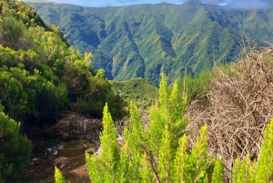 Madeira: Yksityinen opastettu Vereda do Fanal -kävely PR13