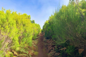 Madeira: Yksityinen opastettu Vereda do Fanal -kävely PR13