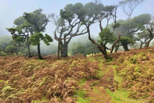 Madeira: Yksityinen opastettu Vereda do Fanal -kävely PR13