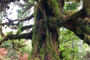 Madeira: Yksityinen opastettu Vereda do Fanal -kävely PR13